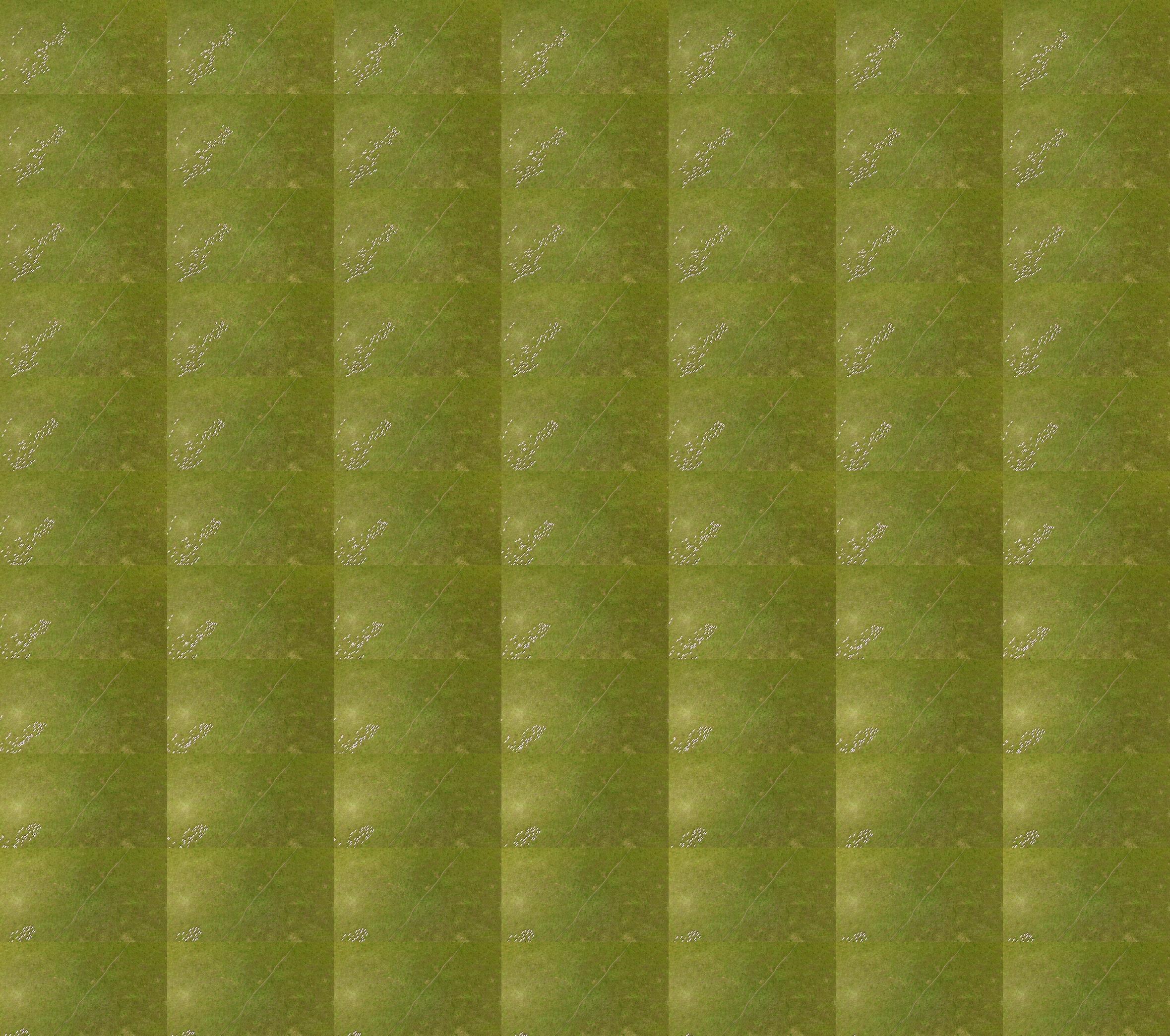 Sequential aerial frames extracted at 2 frames per second from the original recording, illustrating the collective displacement of the sheep herd and providing the basis for subsequent trajectory digitization.